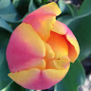 Meet your Posher, Carlie